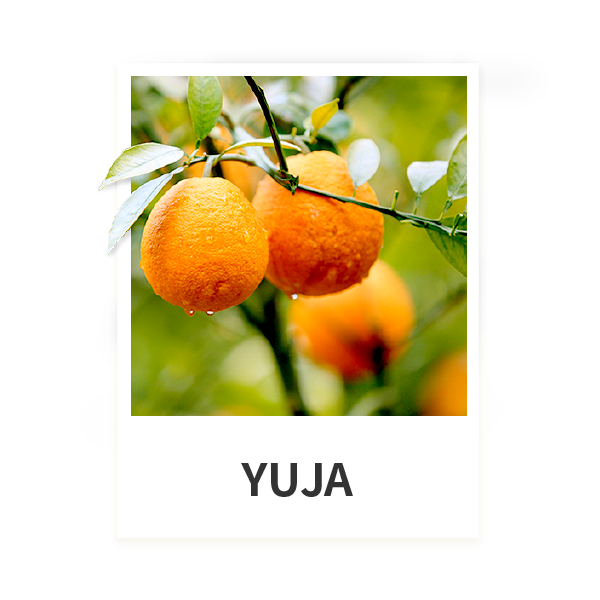 YUJA Essential Oil (5/10/100/1000 ml)