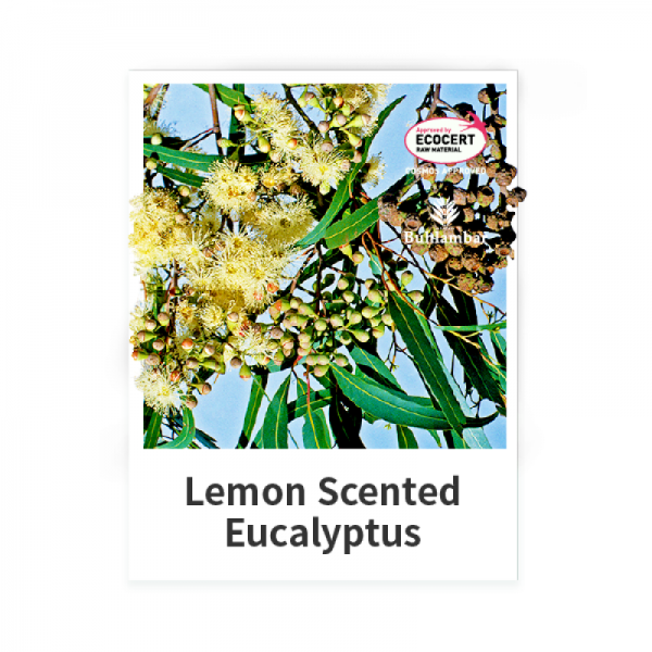 Lemon Scented Eucalyptus